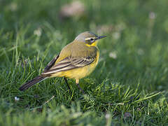 Western Yellow Wagtail