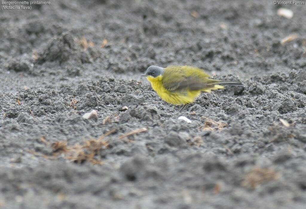 Western Yellow Wagtailadult