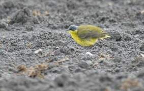 Western Yellow Wagtail