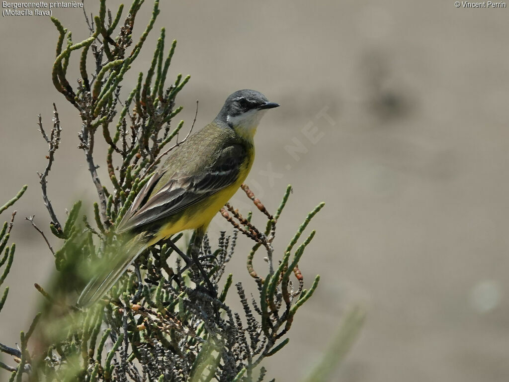 Western Yellow Wagtail