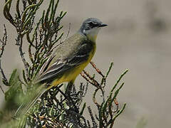 Western Yellow Wagtail