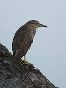 Black-crowned Night Heron