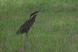 Black Bittern