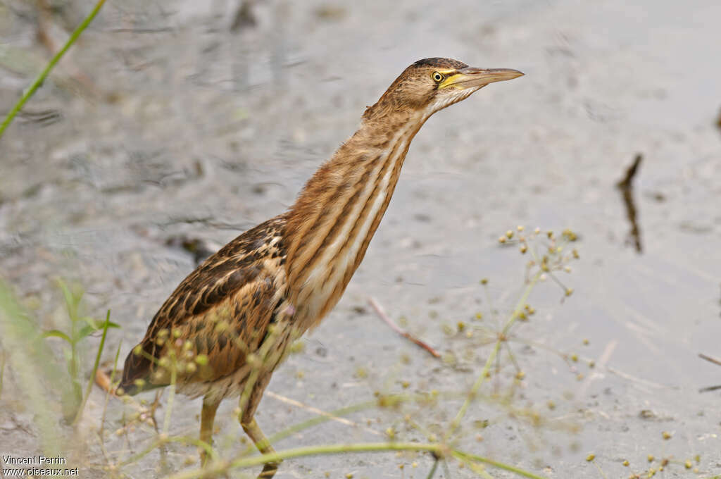 Little Bitternjuvenile, identification