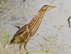 Little Bittern