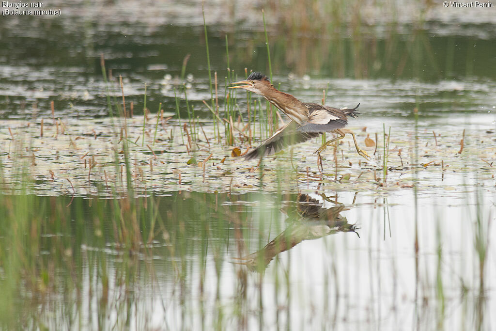 Little Bittern