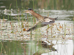 Little Bittern