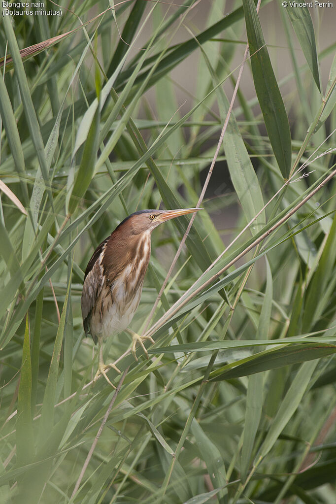 Little Bittern