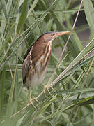 Little Bittern