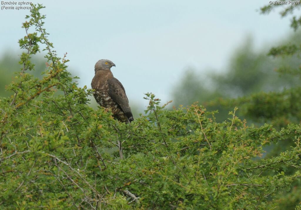 European Honey Buzzard male adult