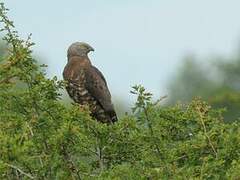 European Honey Buzzard