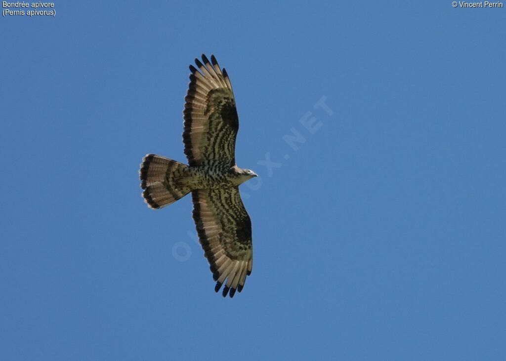 European Honey Buzzard male adult breeding