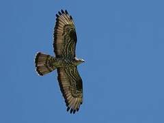 European Honey Buzzard