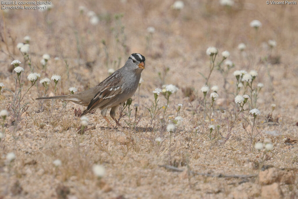 Bruant à couronne blancheadulte