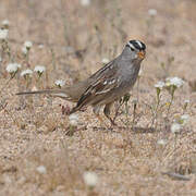 White-crowned Sparrow