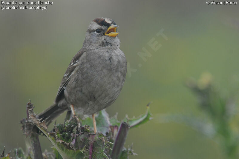 White-crowned Sparrow male adult
