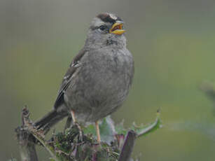 Bruant à couronne blanche
