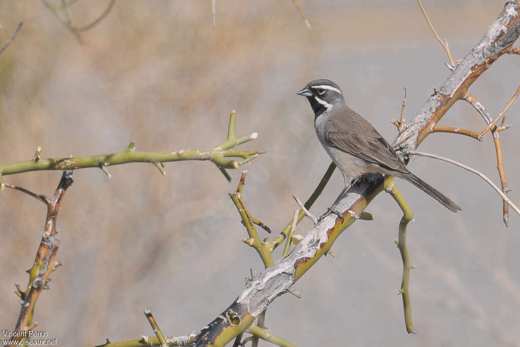 Black-throated Sparrowadult