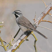 Black-throated Sparrow