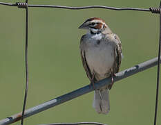 Lark Sparrow