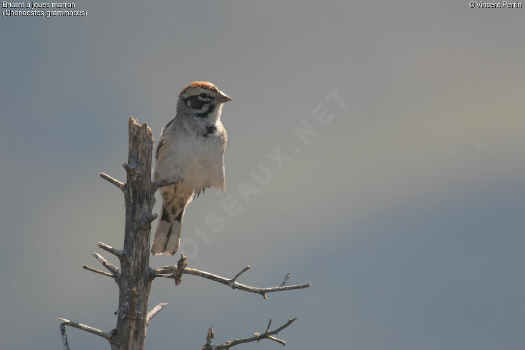 Lark Sparrowadult