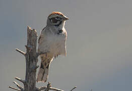 Lark Sparrow