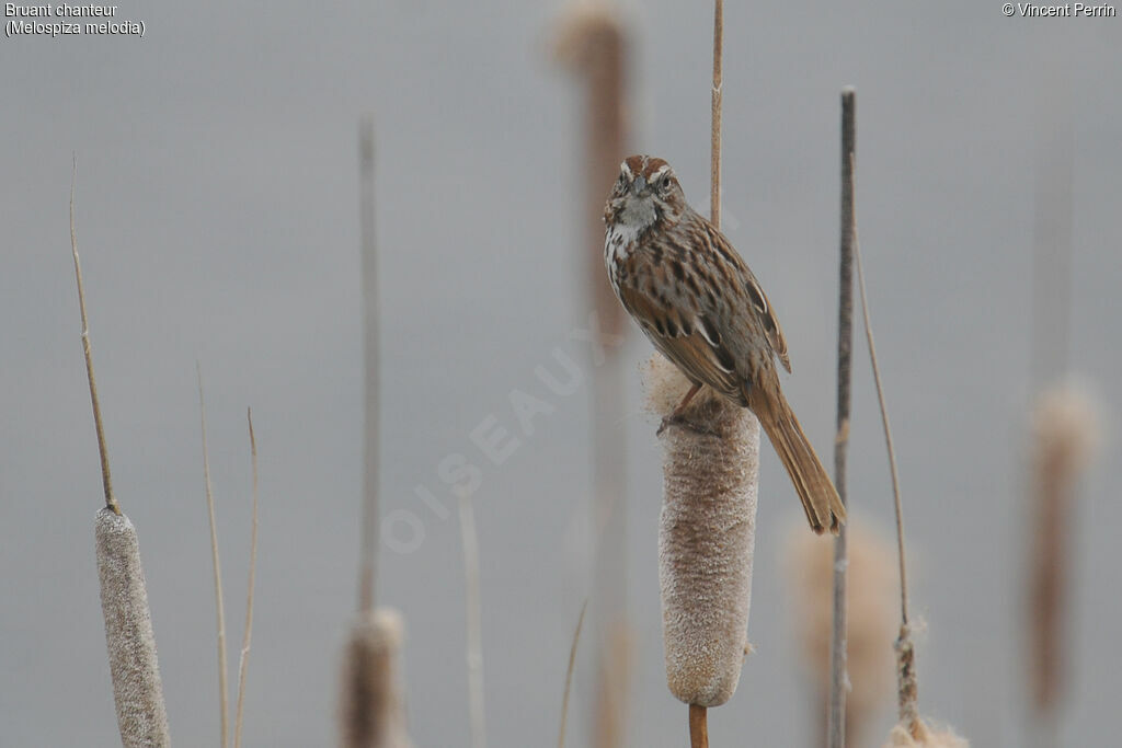 Bruant chanteuradulte