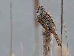 Song Sparrow