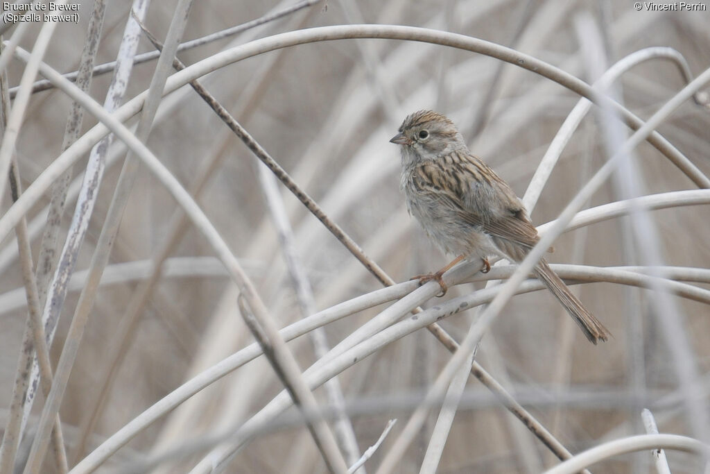 Brewer's Sparrow