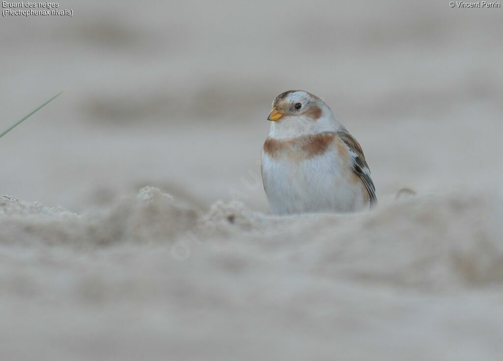 Snow Bunting