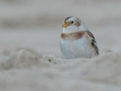 Snow Bunting