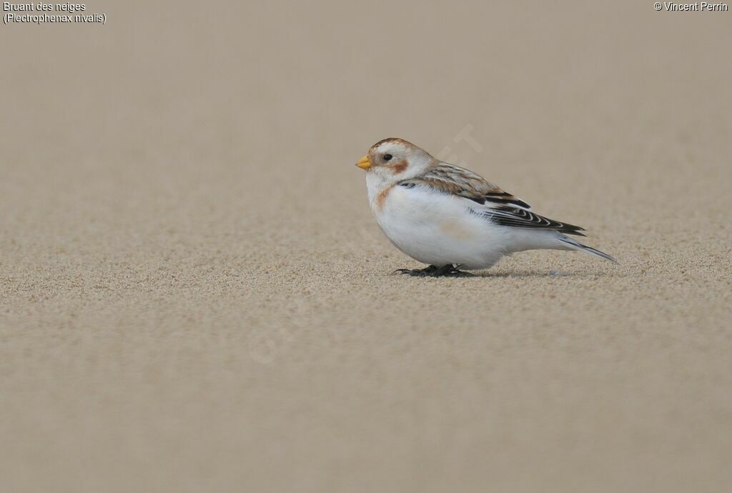 Snow Bunting