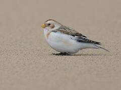 Snow Bunting