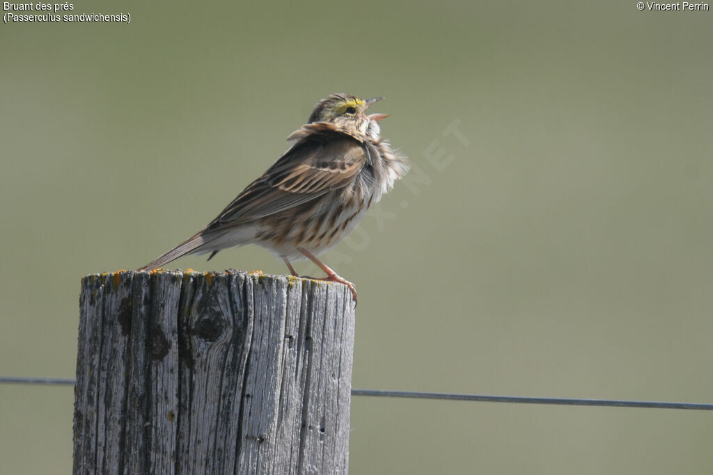 Savannah Sparrow male adult