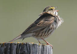 Savannah Sparrow