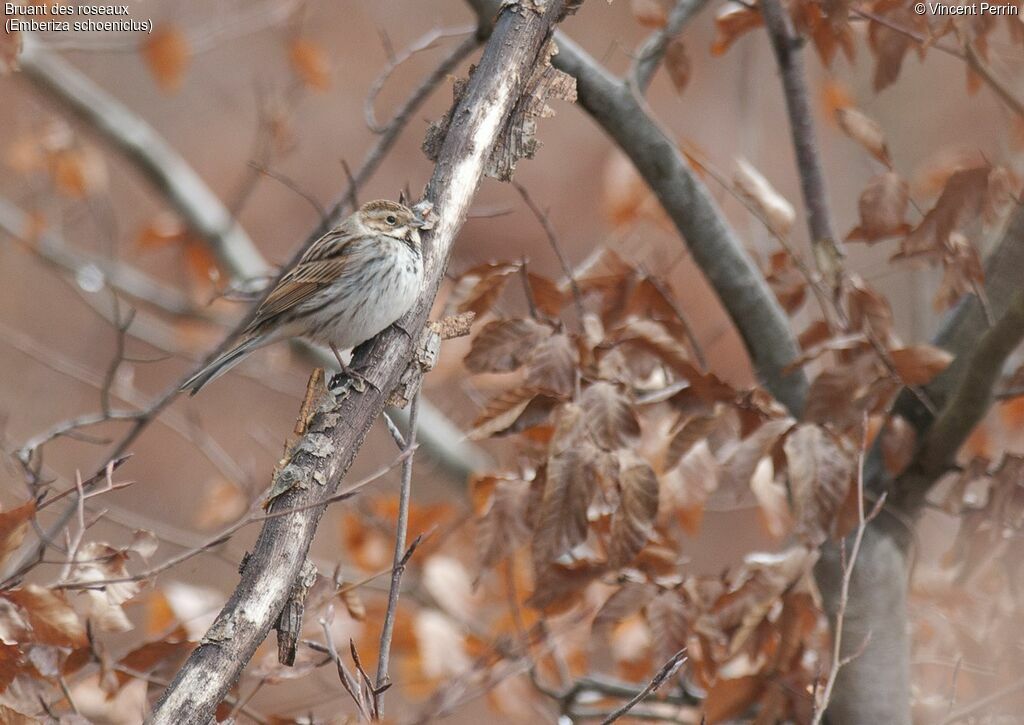 Common Reed Bunting