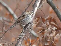 Common Reed Bunting