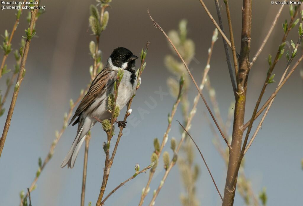 Common Reed Bunting male adult