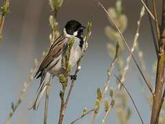 Common Reed Bunting