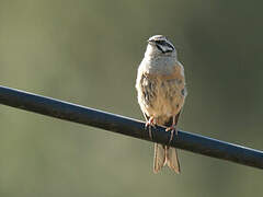 Rock Bunting