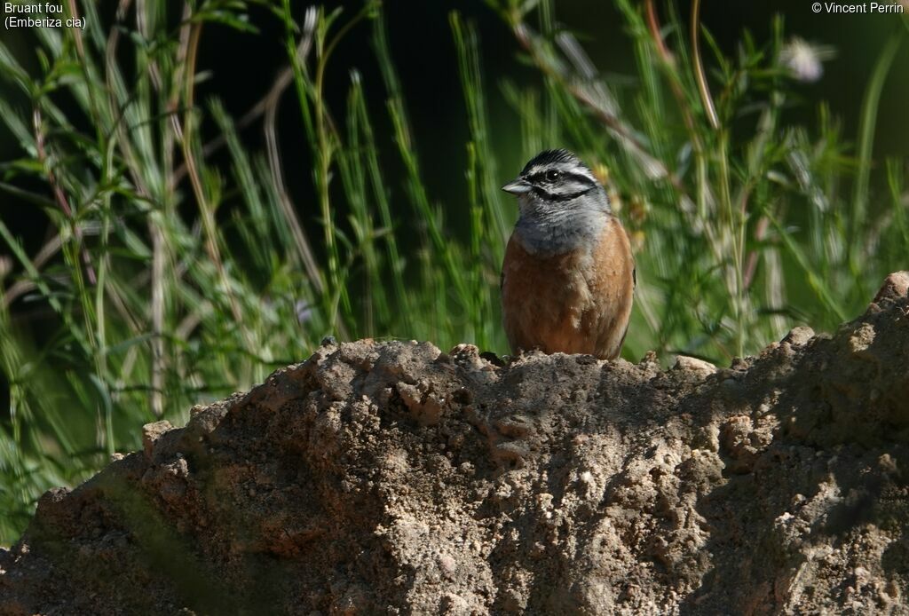 Rock Bunting, Reproduction-nesting