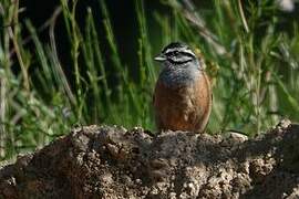 Rock Bunting