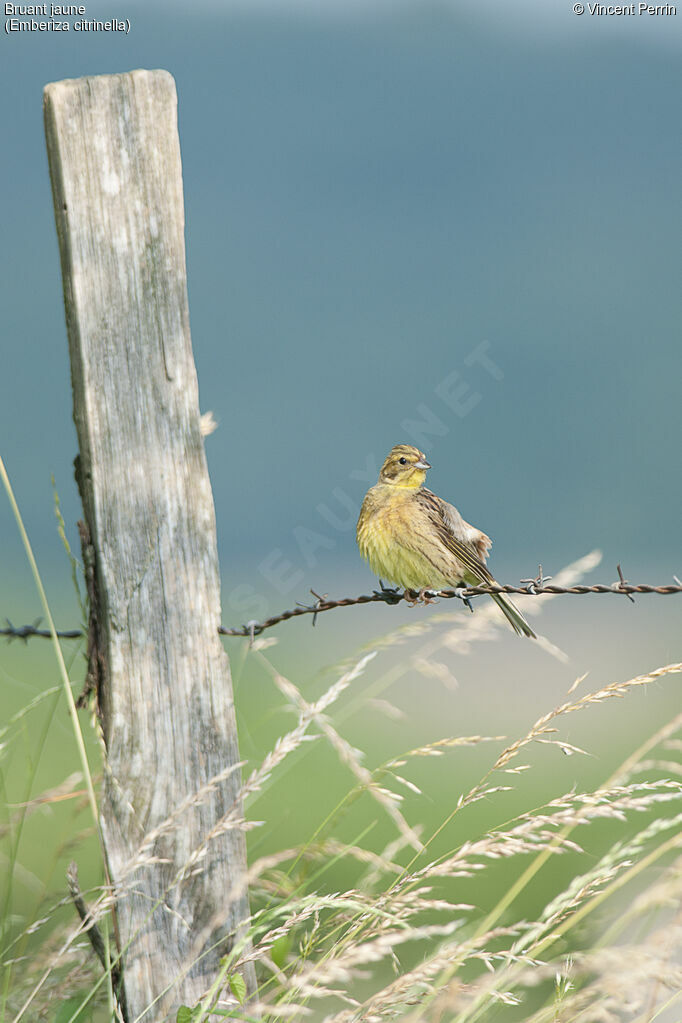 Yellowhammeradult, song