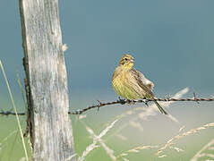 Yellowhammer