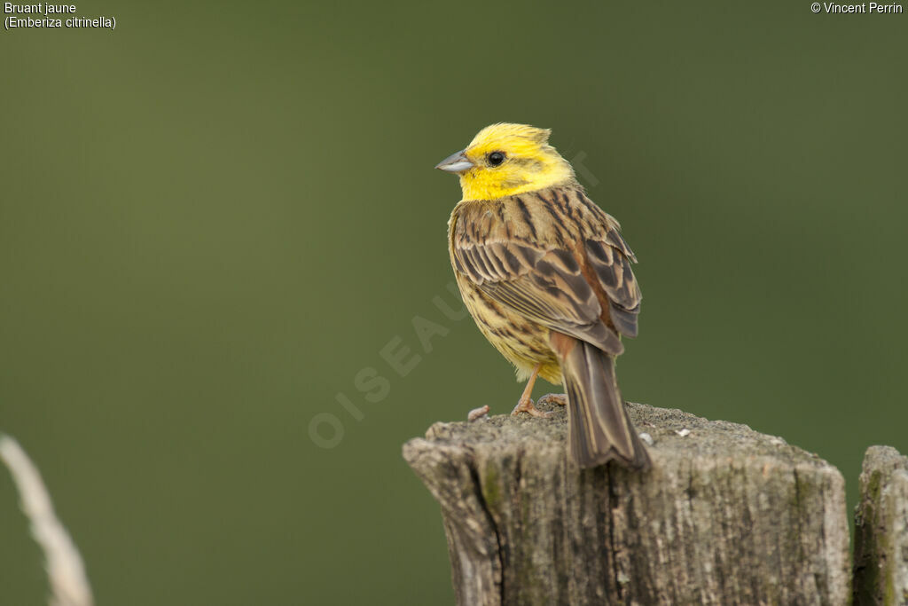 Yellowhammeradult