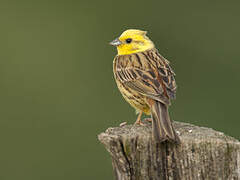 Yellowhammer