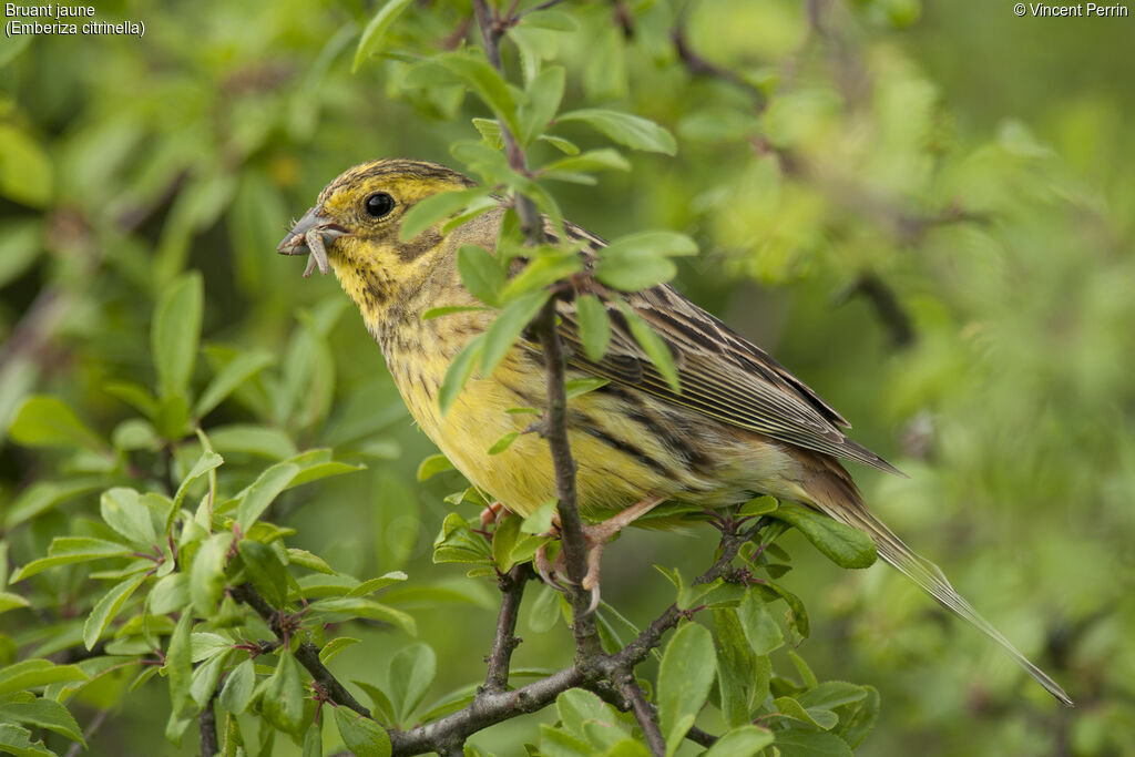 Yellowhammeradult, Reproduction-nesting