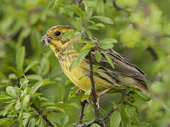 Bruant jaune