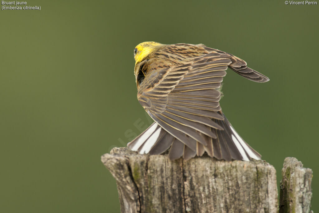 Yellowhammeradult breeding