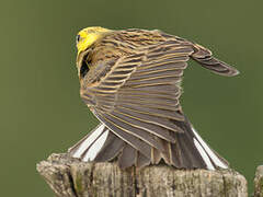 Yellowhammer